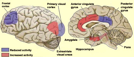 The Brain